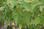 Southern catalpa